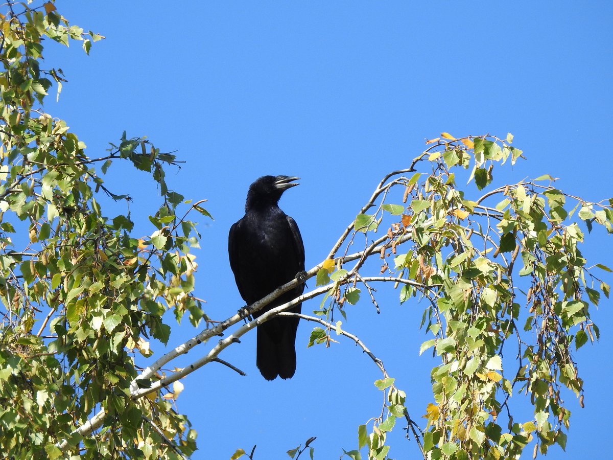 Rook (Corvus frugilegus)