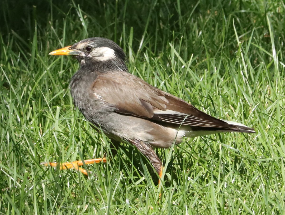 White-cheeked Starling (Spodiopsar cineraceus)