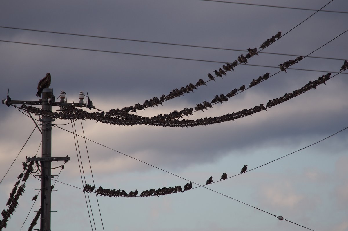 White-cheeked Starling (Spodiopsar cineraceus)