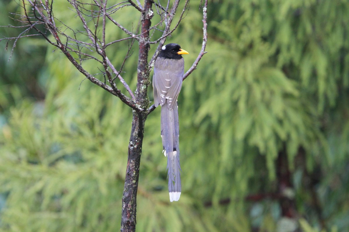 黄嘴蓝鹊 (Urocissa flavirostris)