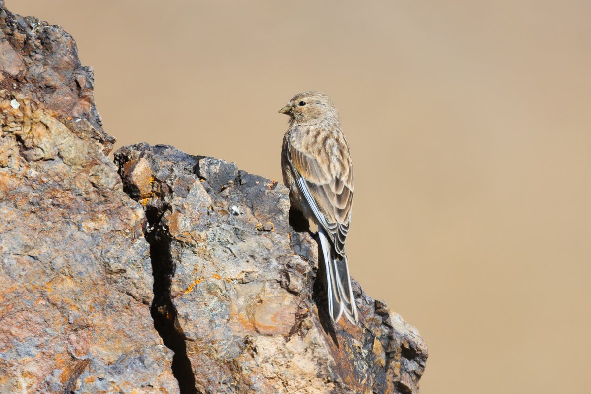 Twite (Linaria flavirostris)