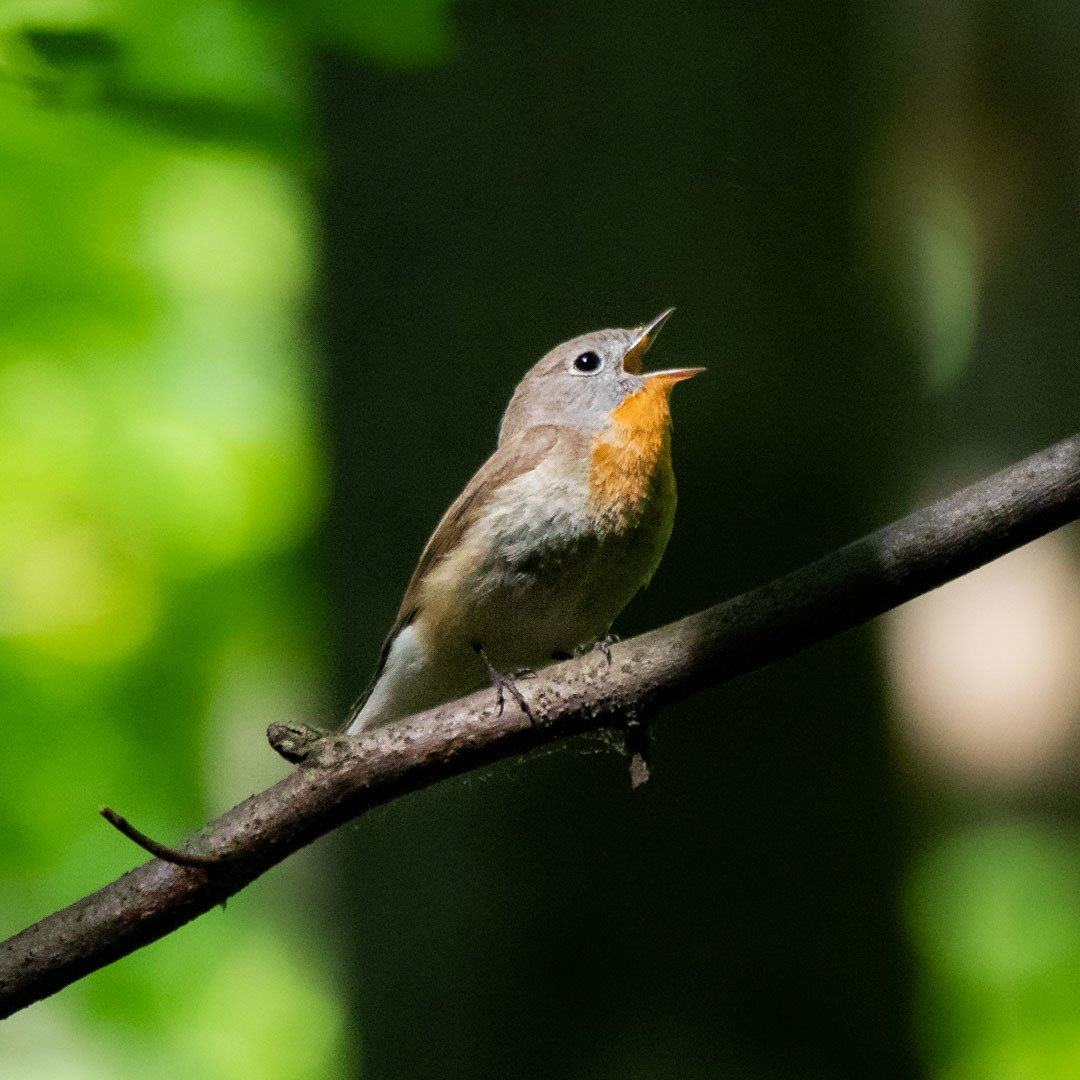 红胸姬鹟 (Ficedula parva)
