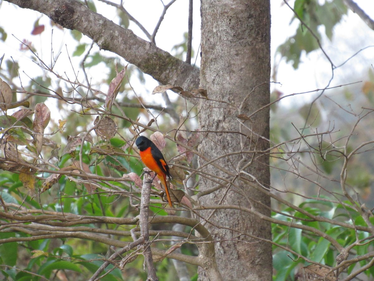 Scarlet Minivet (Pericrocotus flammeus)