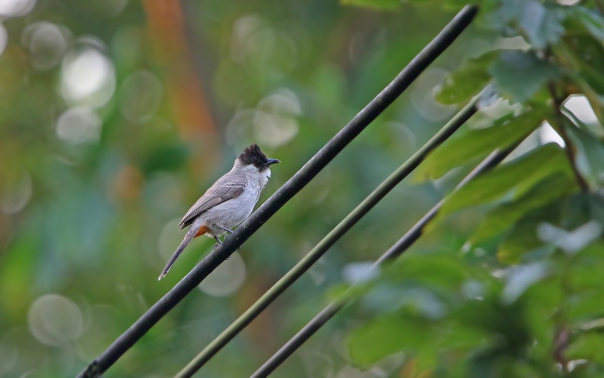 白喉红臀鹎 (Pycnonotus aurigaster)