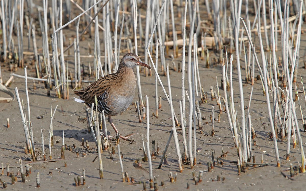 普通秧鸡 (Rallus indicus)