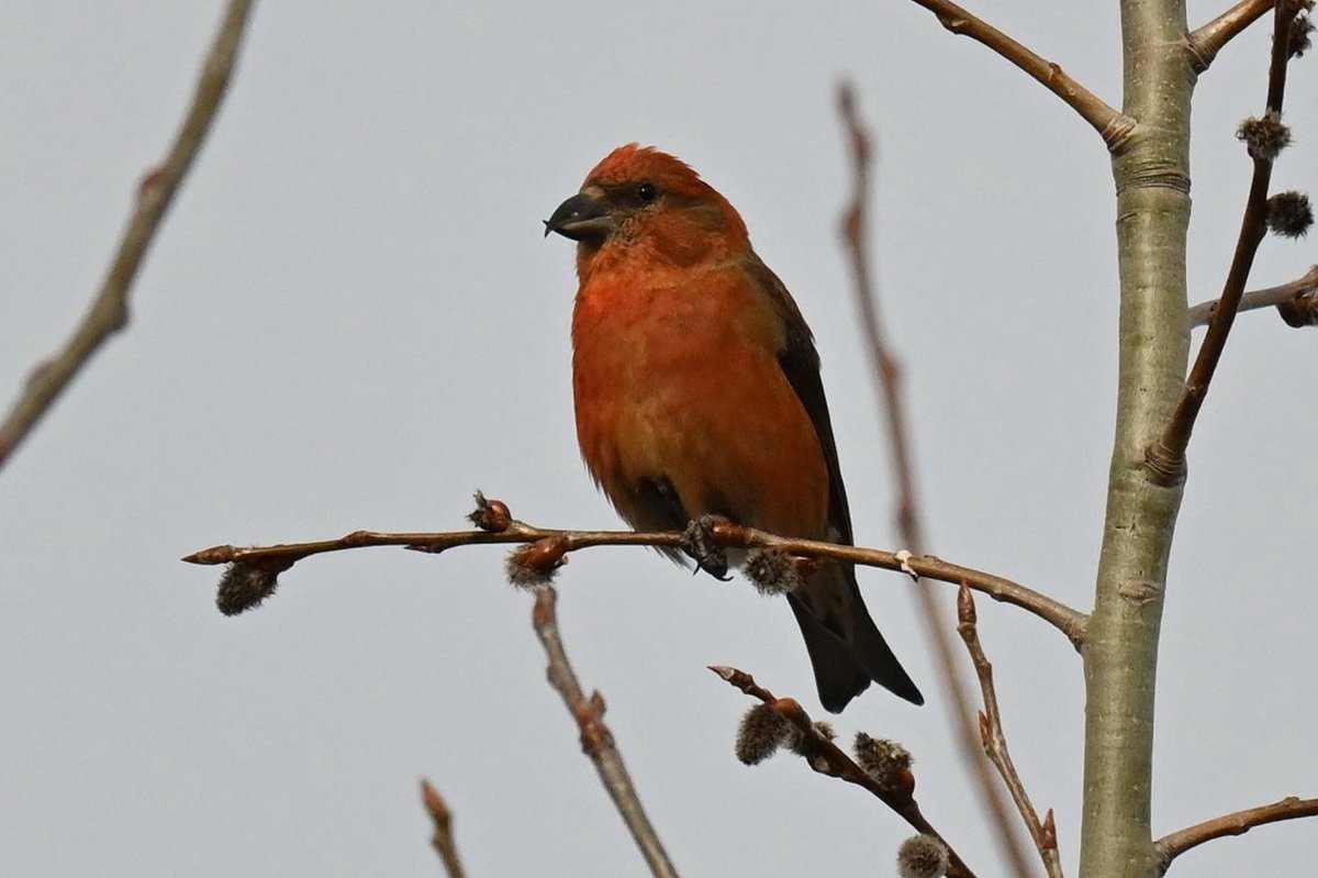 红交嘴雀 (Loxia curvirostra)