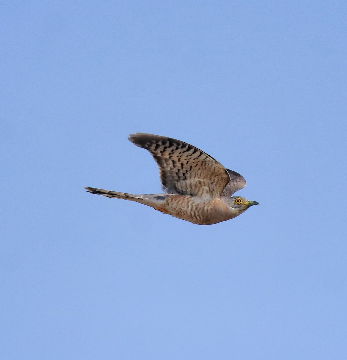 Common Hawk-Cuckoo (Hierococcyx varius)