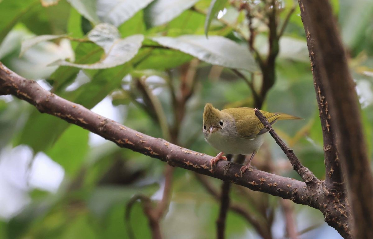 白腹凤鹛 (Erpornis zantholeuca)