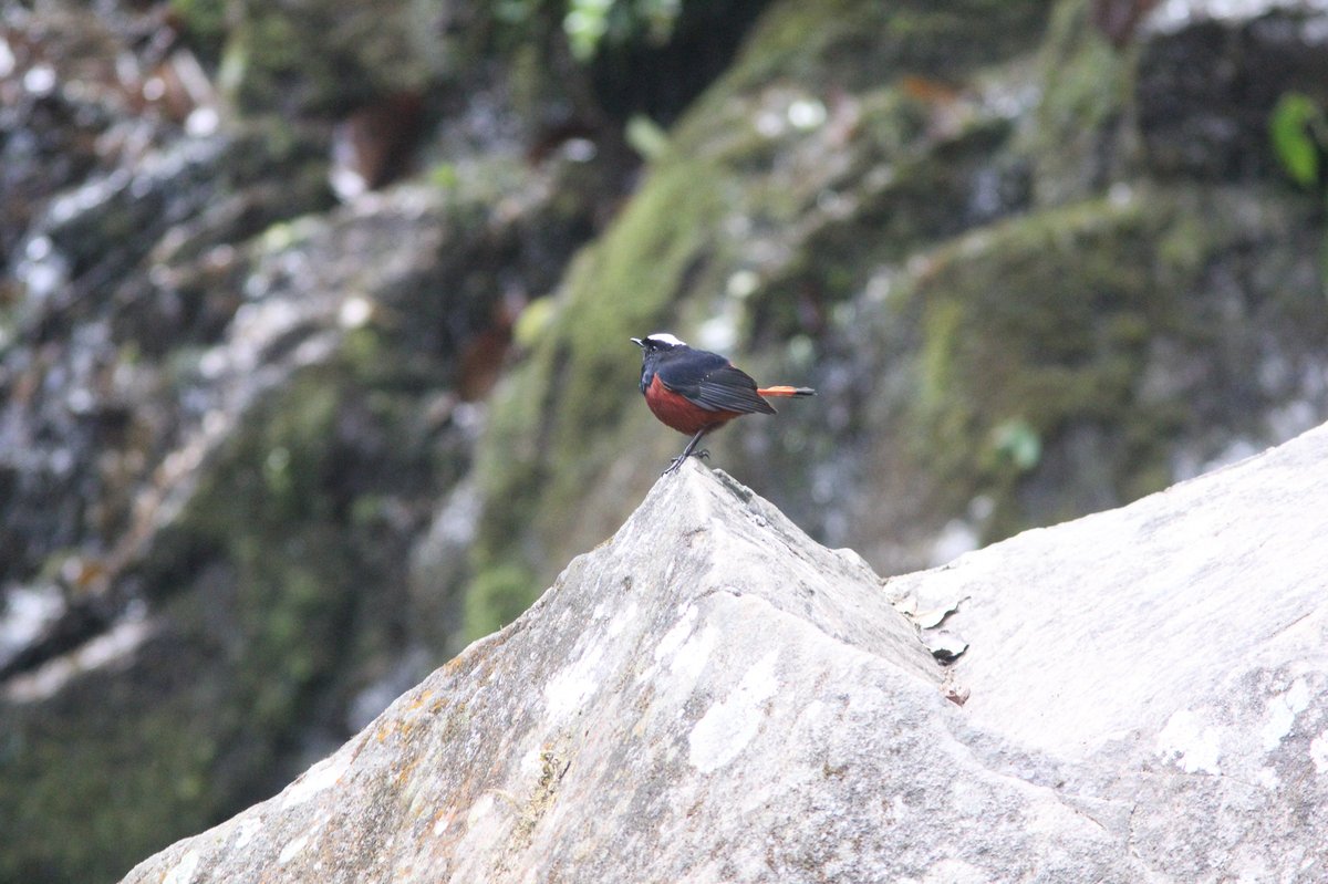 白顶溪鸲 (Phoenicurus leucocephalus)
