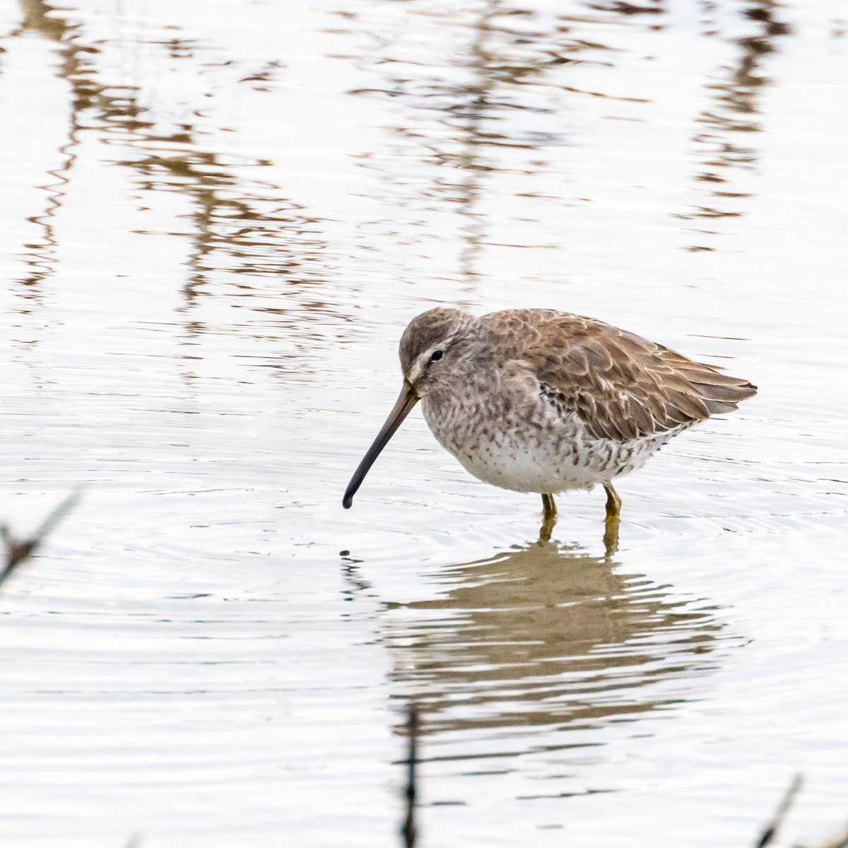 Long-billed Dowitcher (Limnodromus scolopaceus)