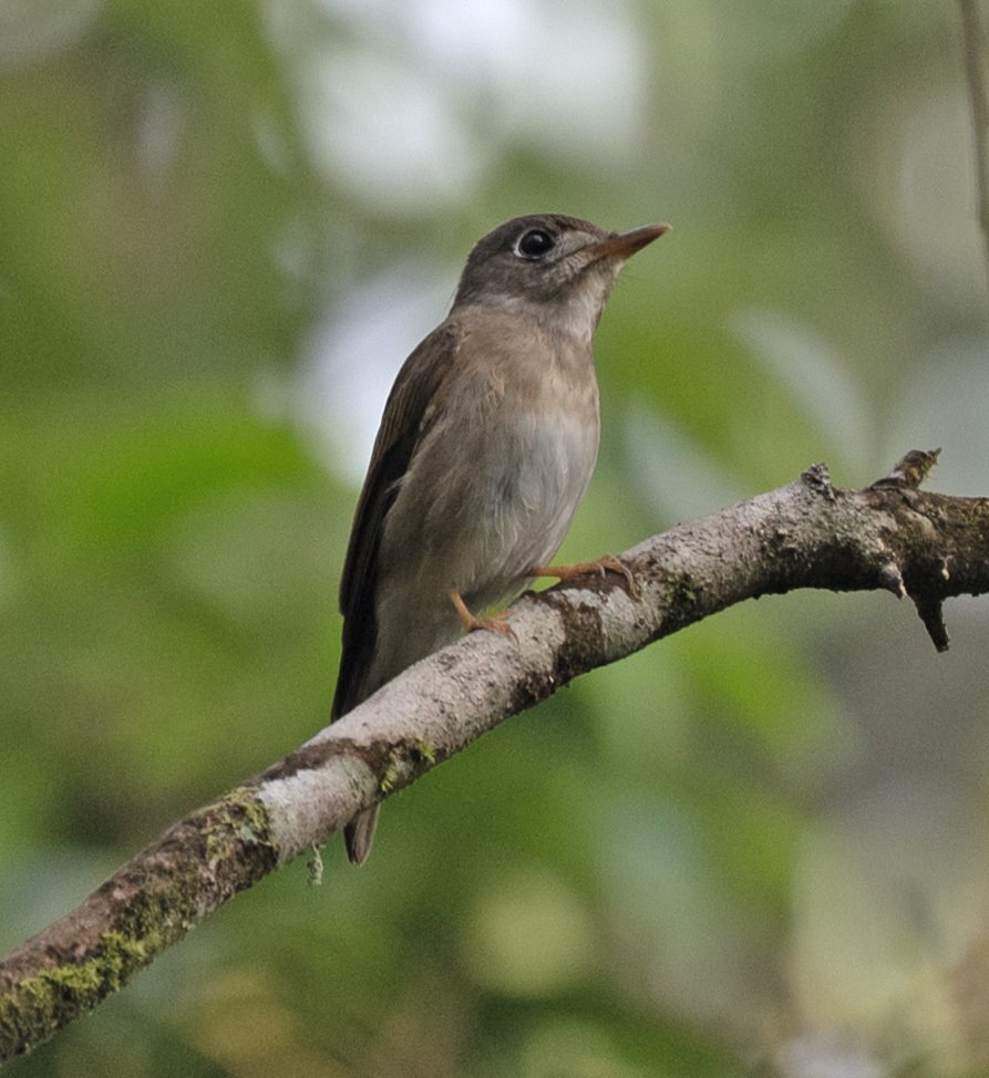 褐胸鹟 (Muscicapa muttui)
