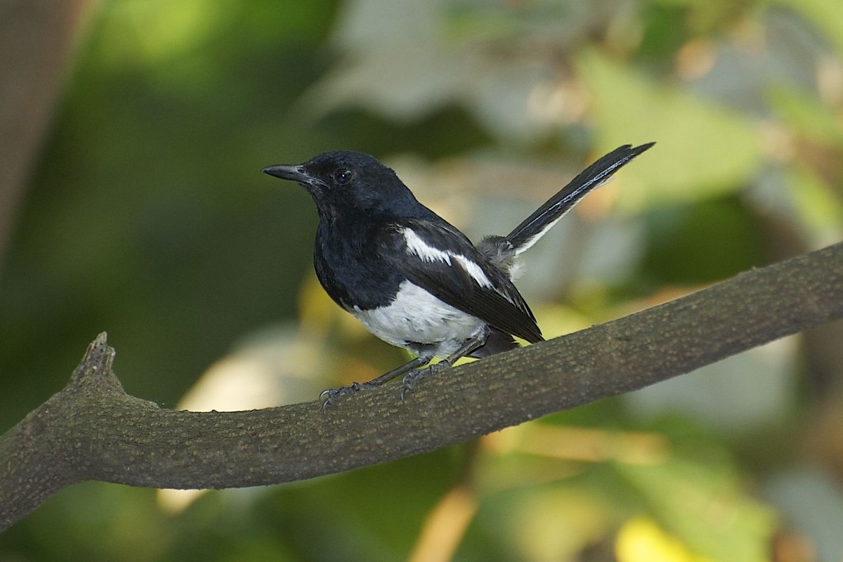 鹊鸲 (Copsychus saularis)