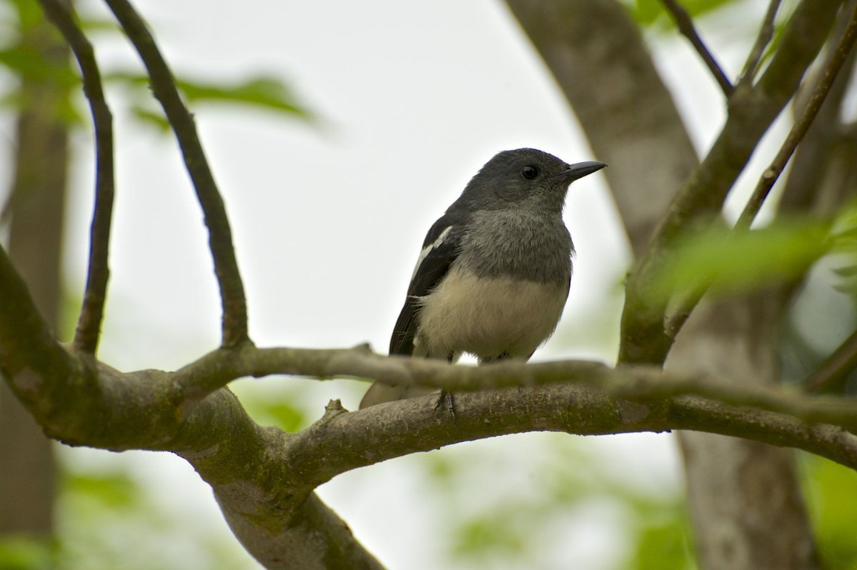 鹊鸲 (Copsychus saularis)