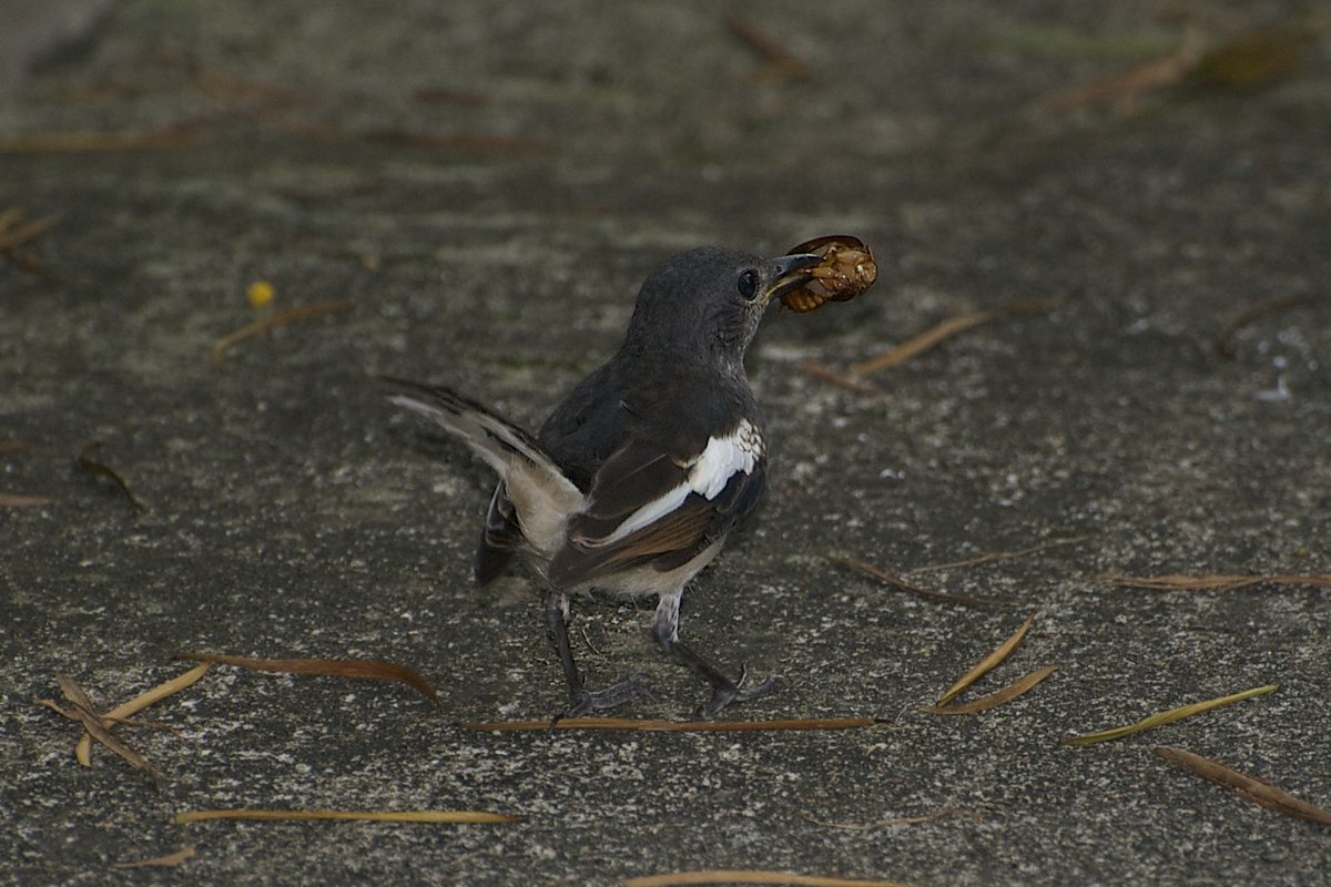鹊鸲 (Copsychus saularis)