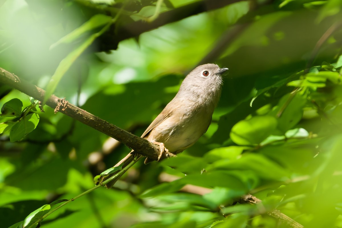 David's Fulvetta (Alcippe davidi)