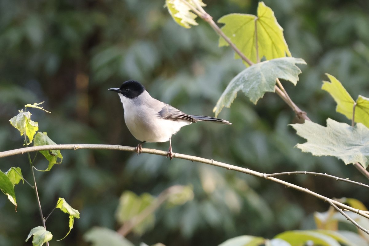 Black-headed Sibia (Heterophasia desgodinsi)