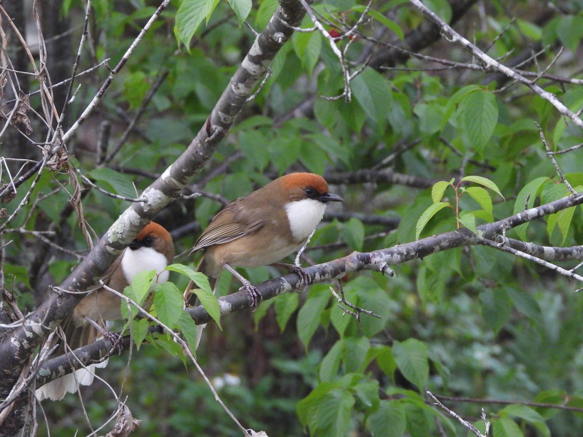 Rufous-crowned Laughingthrush (Pterorhinus ruficeps)