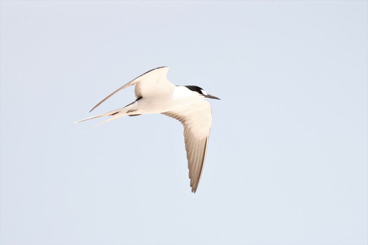 Sooty Tern (Onychoprion fuscatus)