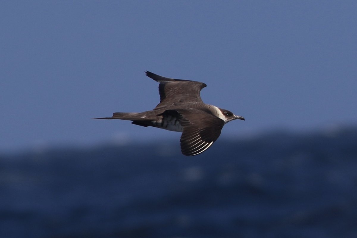 Parasitic Jaeger (Stercorarius parasiticus)