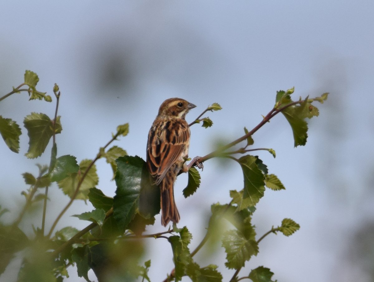Common Reed Bunting (Emberiza schoeniclus)