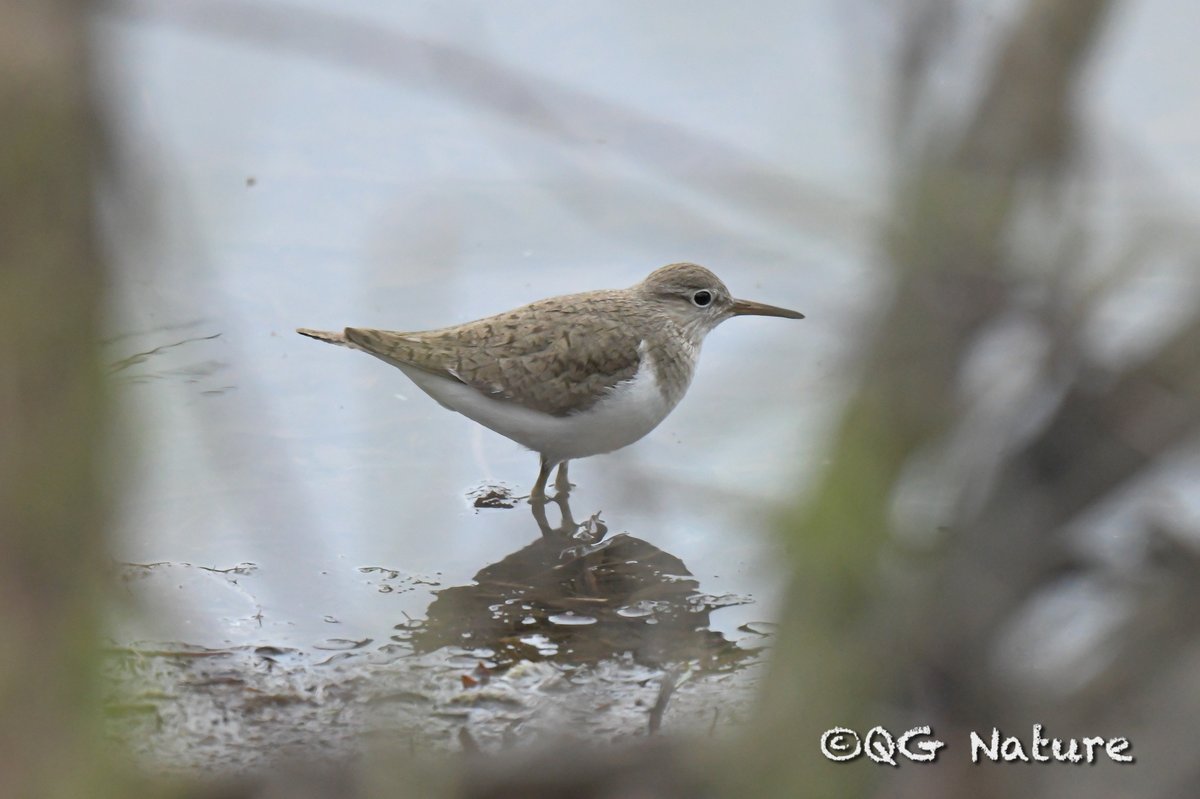 Common Sandpiper (Actitis hypoleucos)