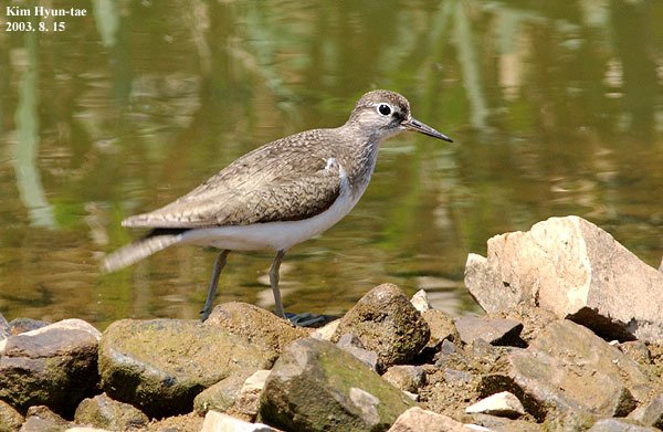 Common Sandpiper (Actitis hypoleucos)