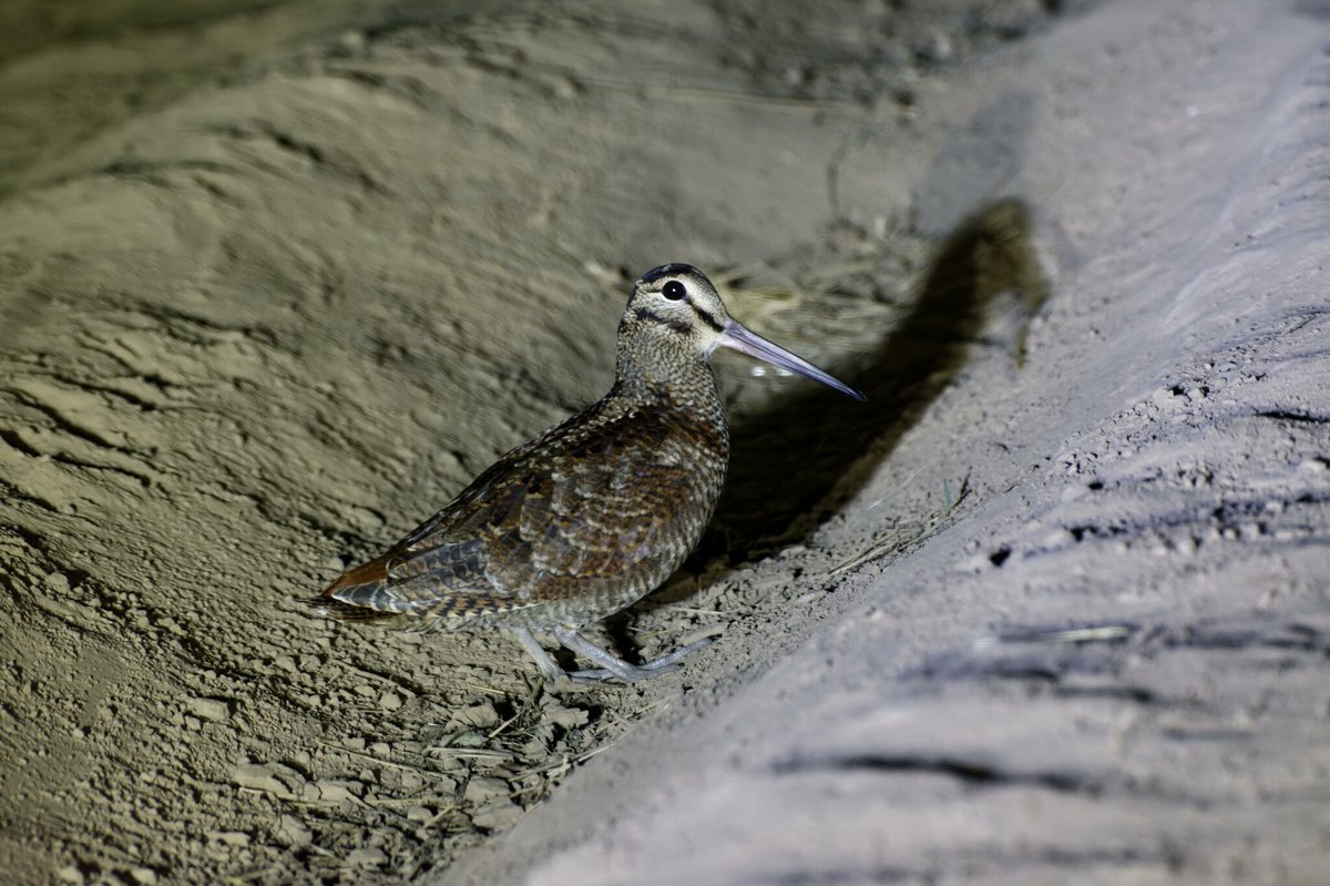 Eurasian Woodcock (Scolopax rusticola)