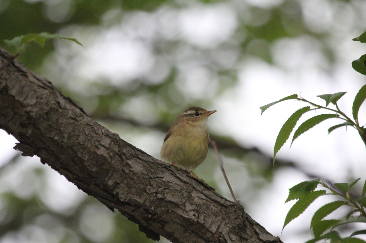Yellow-streaked Warbler (Phylloscopus armandii)