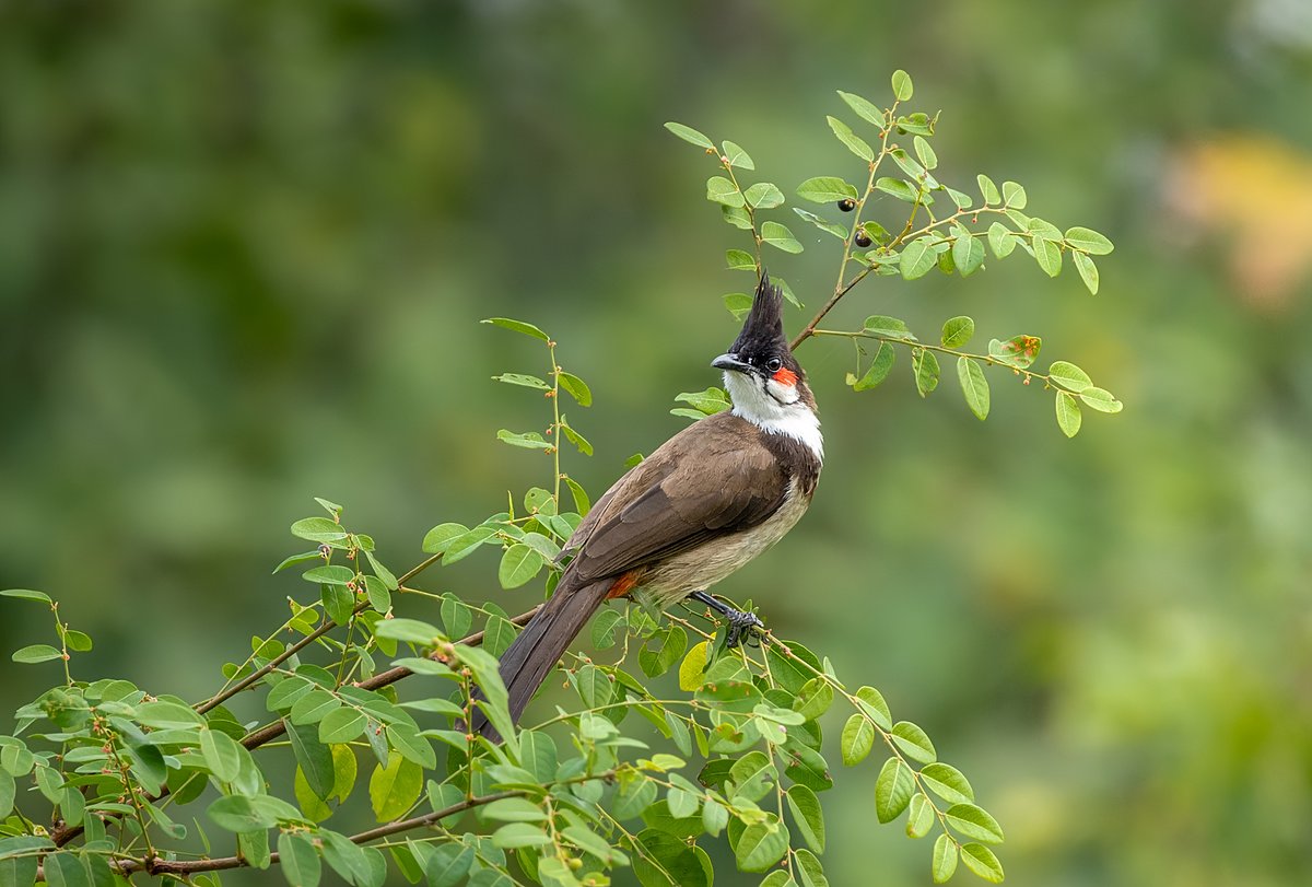 Red-whiskered Bulbul (Pycnonotus jocosus)