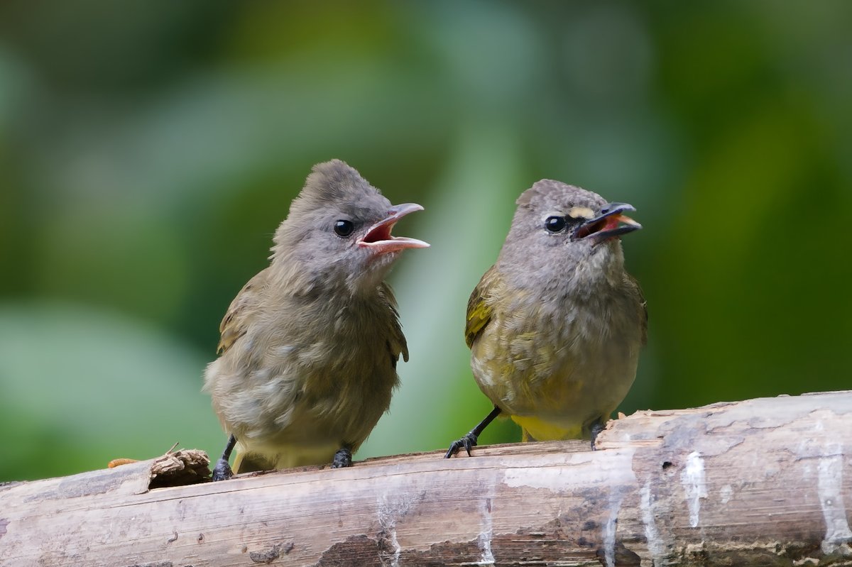 黄绿鹎 (Pycnonotus flavescens)