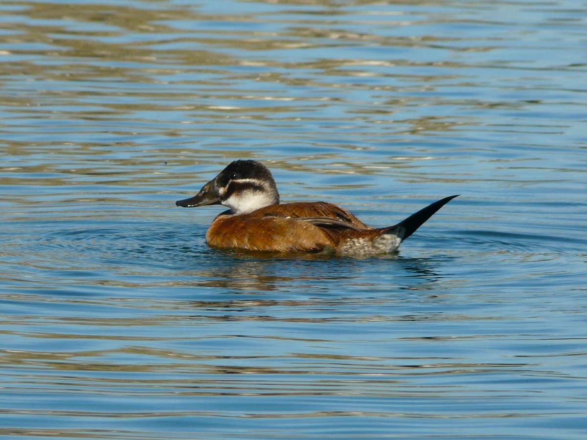 白头硬尾鸭 (Oxyura leucocephala)