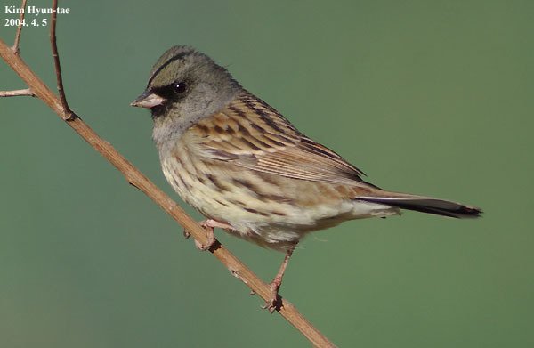 灰头鹀 (Emberiza spodocephala)