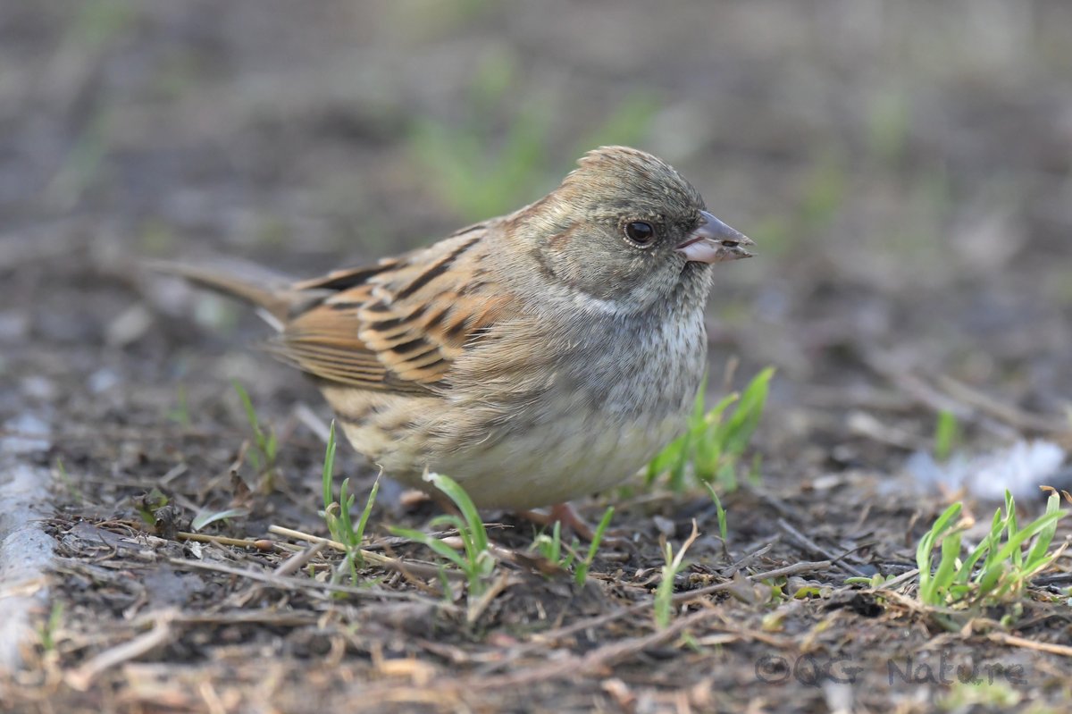灰头鹀 (Emberiza spodocephala)