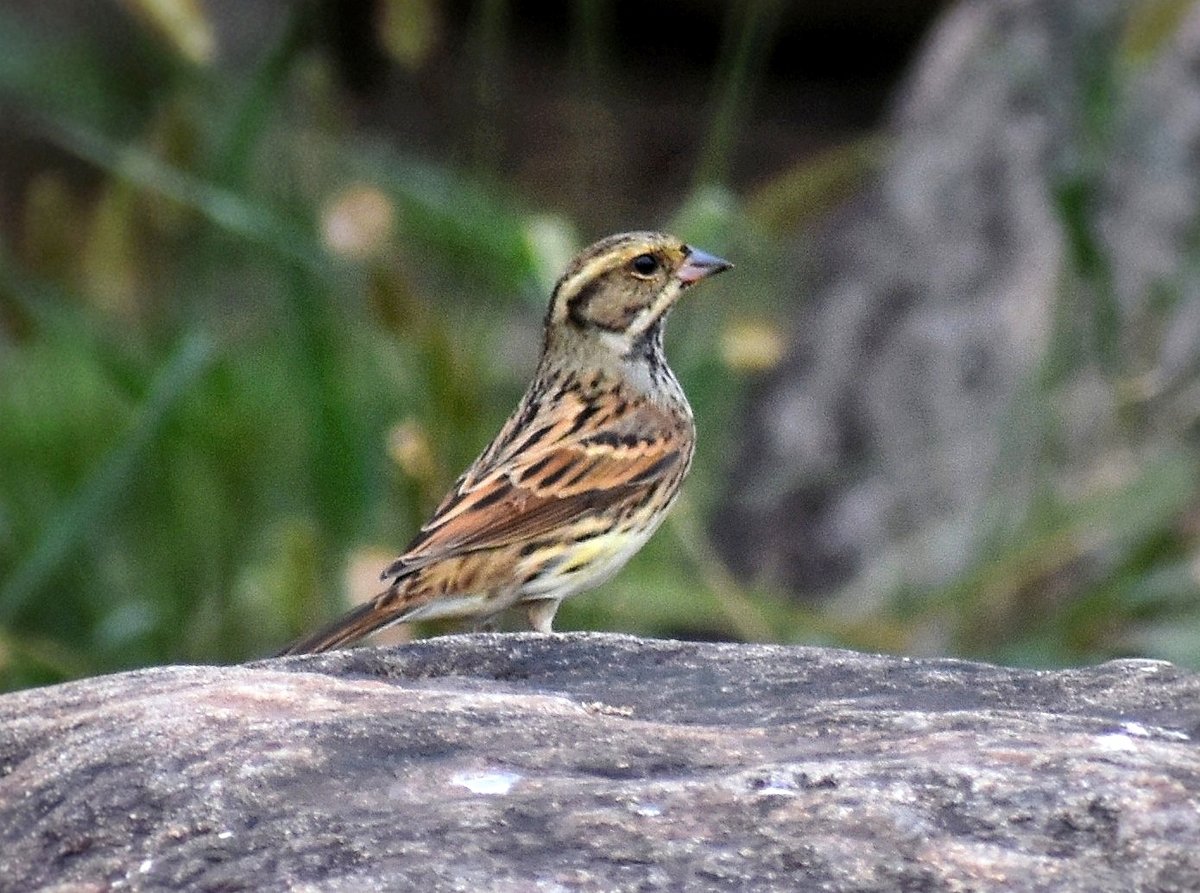 灰头鹀 (Emberiza spodocephala)