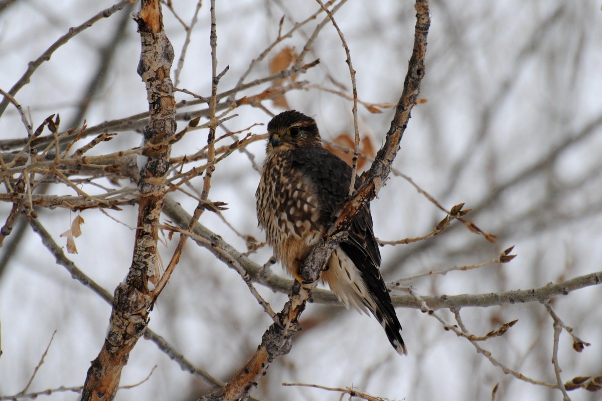 灰背隼 (Falco columbarius)