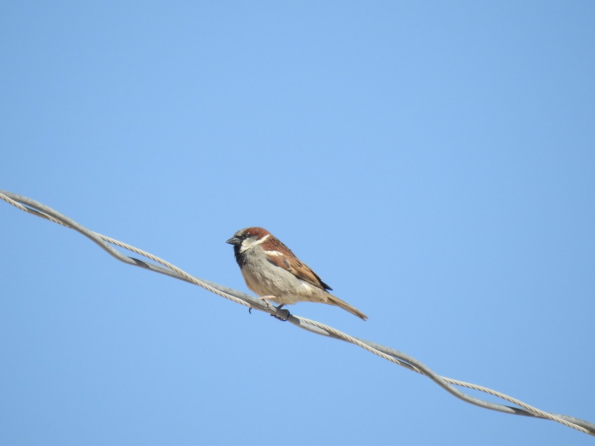 家麻雀 (Passer domesticus)