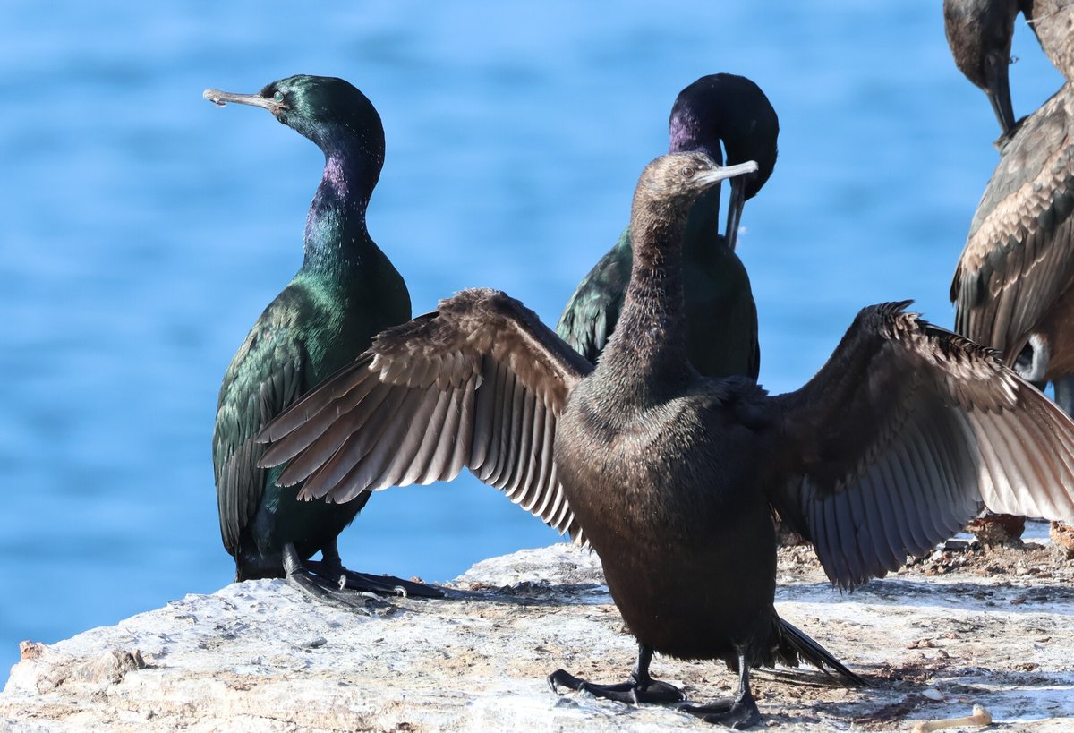海鸬鹚 (Urile pelagicus)
