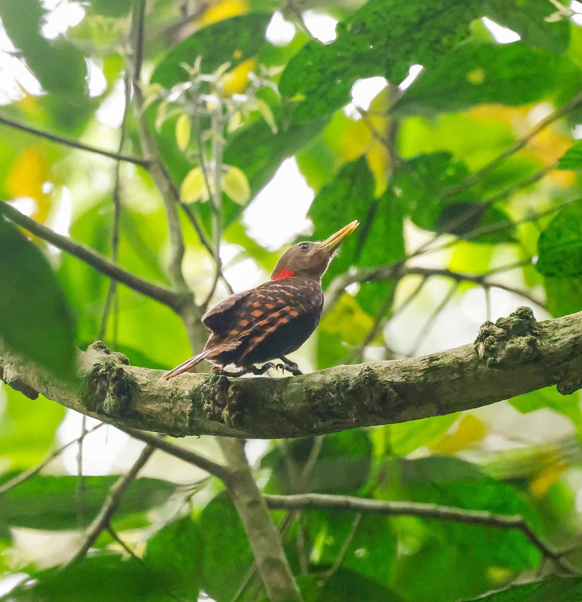 Bay Woodpecker (Blythipicus pyrrhotis)