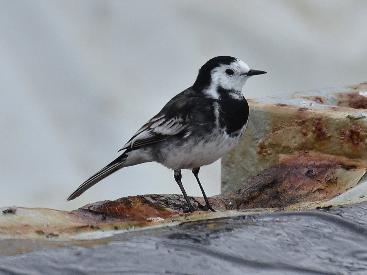 White Wagtail (Motacilla alba)