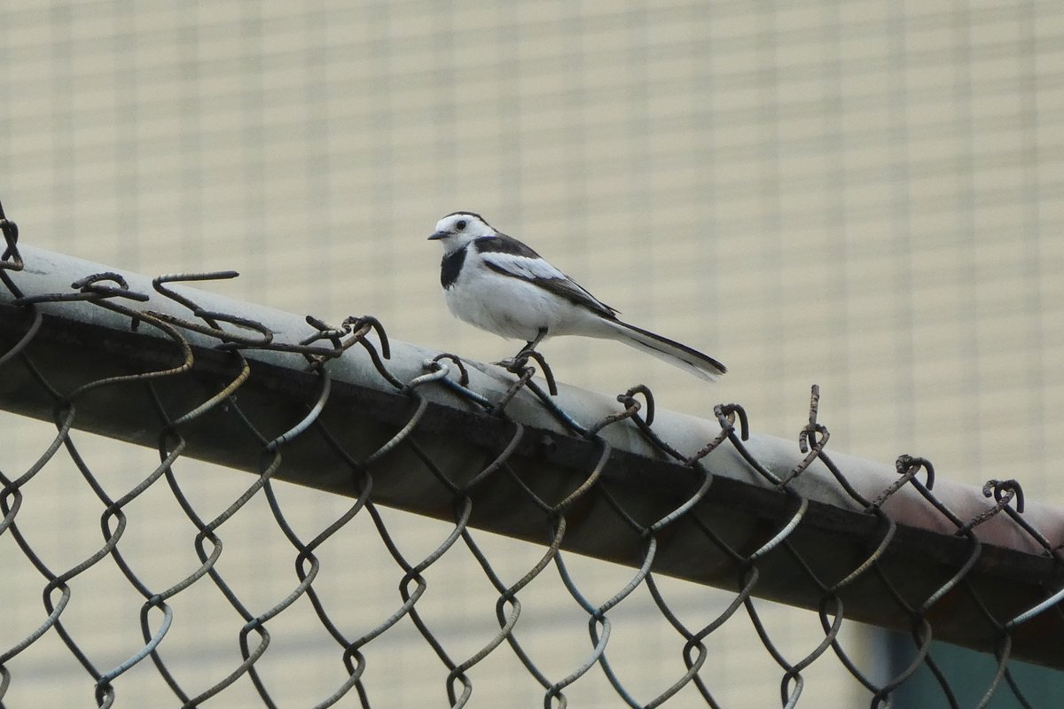 White Wagtail (Motacilla alba)