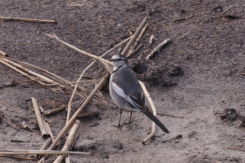 White Wagtail (Motacilla alba)
