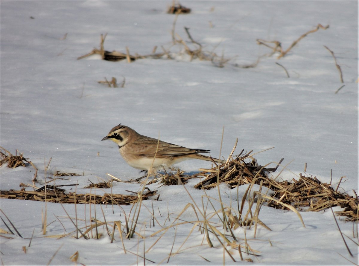 Horned Lark (Eremophila alpestris)