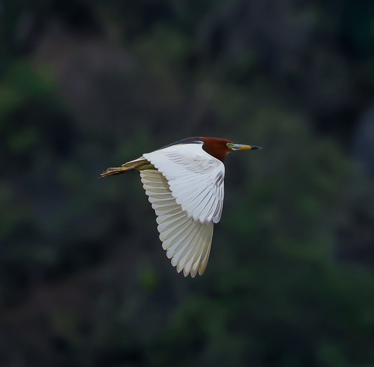 Chinese Pond Heron (Ardeola bacchus)