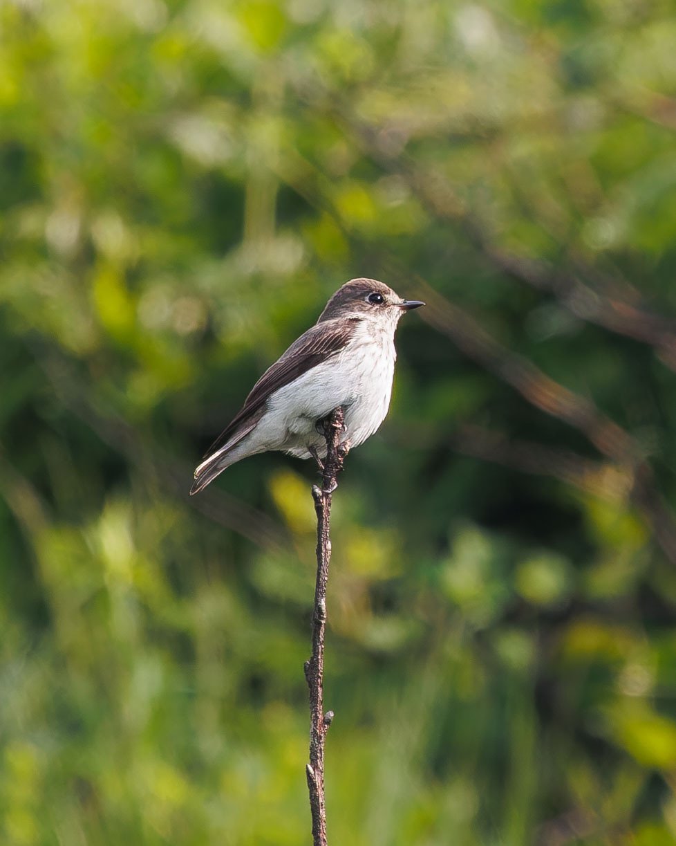 Grey-streaked Flycatcher (Muscicapa griseisticta)