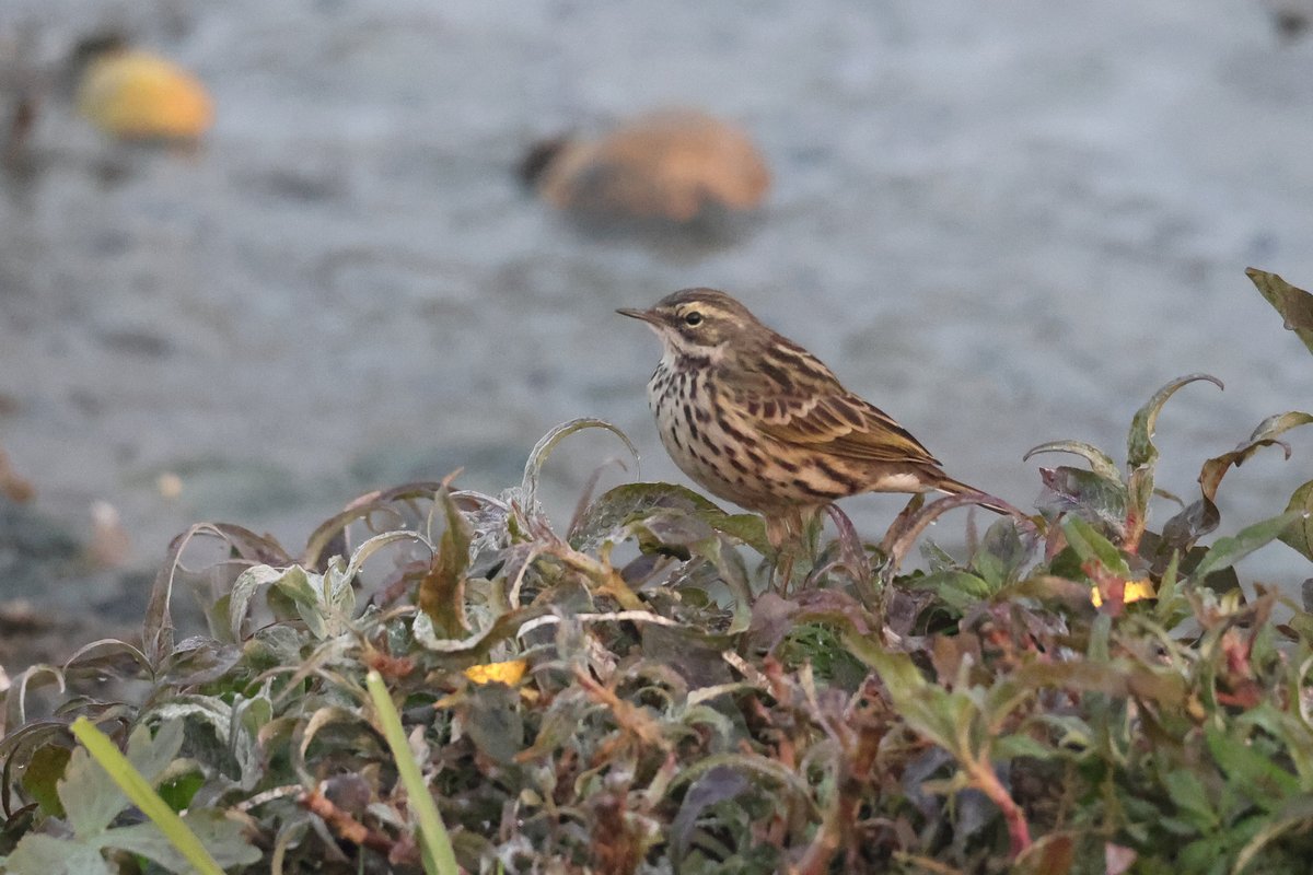 Rosy Pipit (Anthus roseatus)