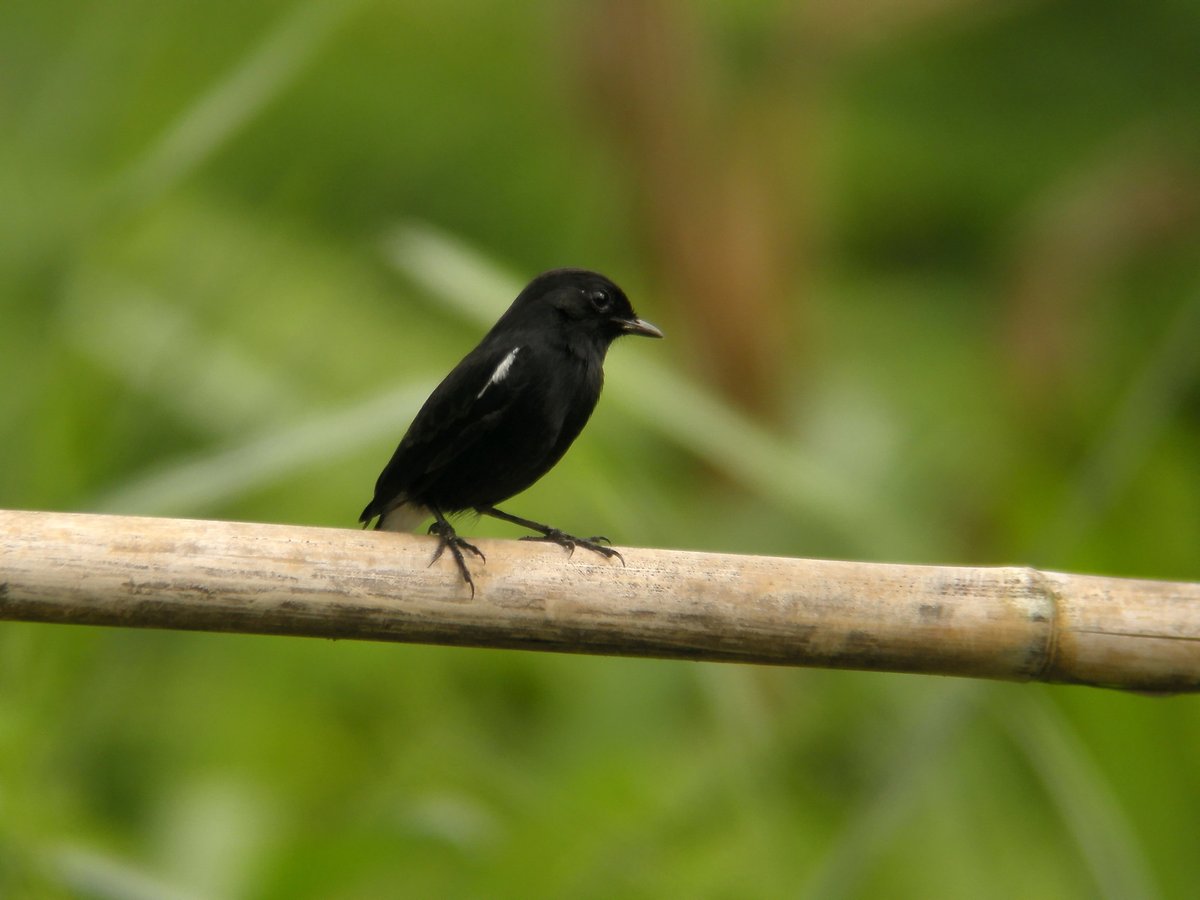 Pied Bush Chat (Saxicola caprata)