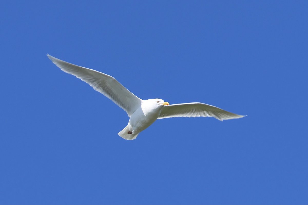 北极鸥 (Larus hyperboreus)