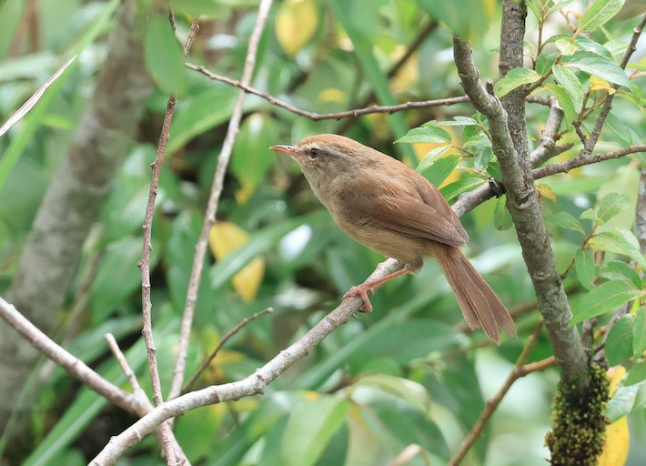 Brown-flanked Bush Warbler (Horornis fortipes)