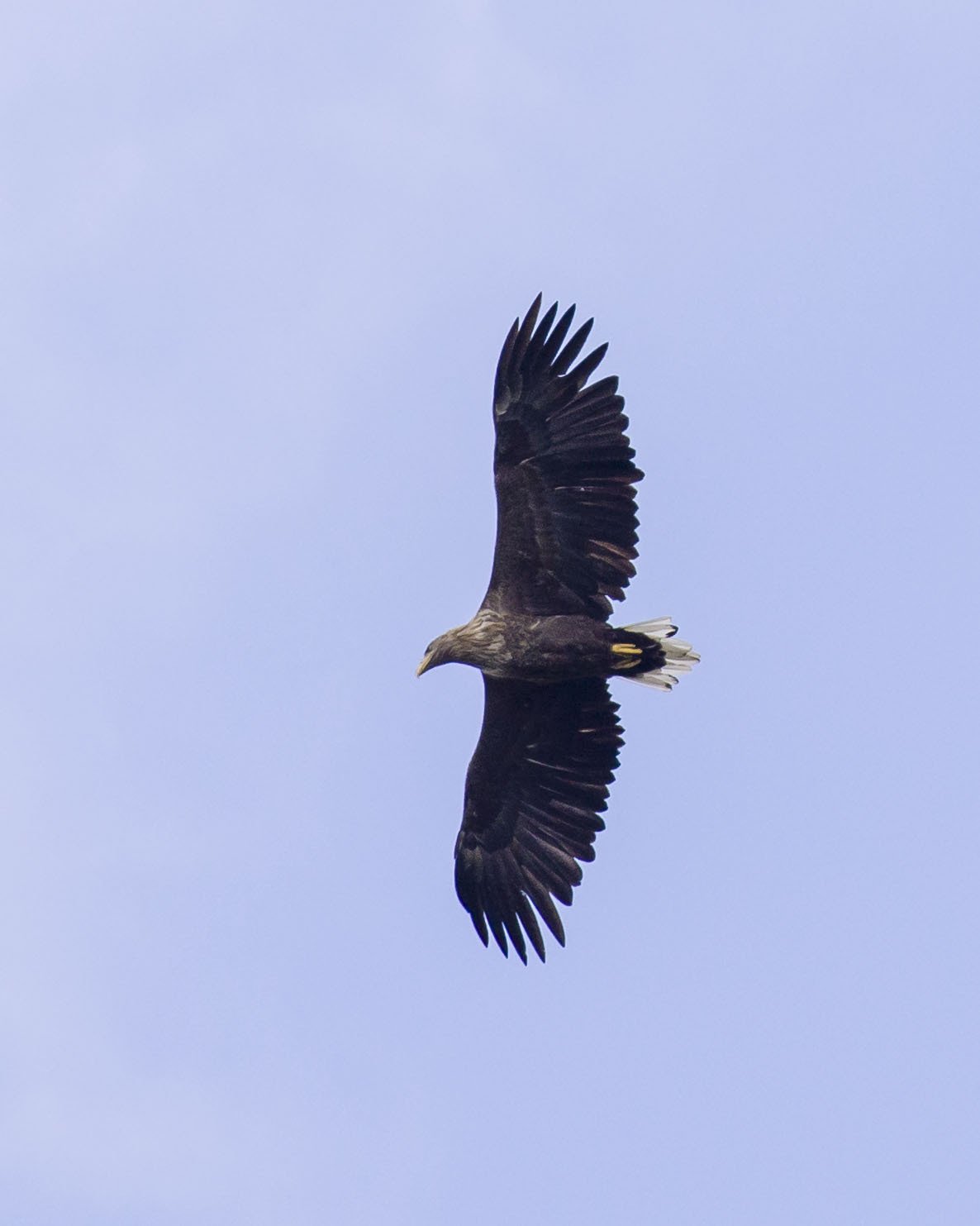 白尾海雕 (Haliaeetus albicilla)