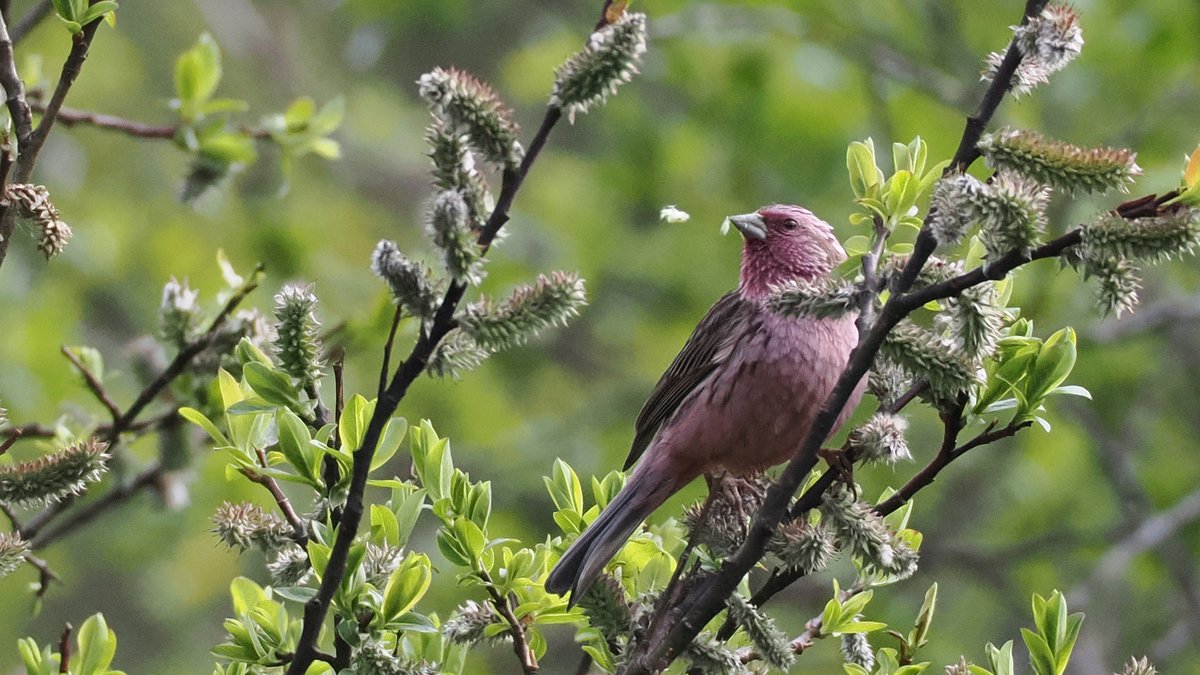 曙红朱雀 (Carpodacus waltoni)